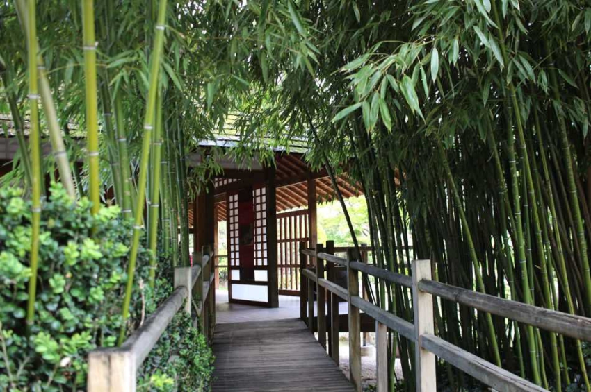 foret de bambous dans un jardin japonais a toulouse