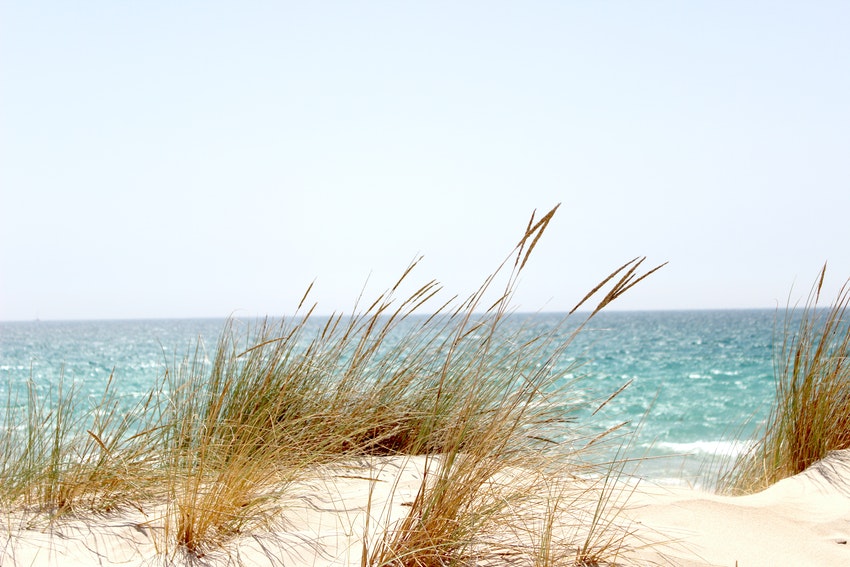 dune avec hautes herbes et mer en fond