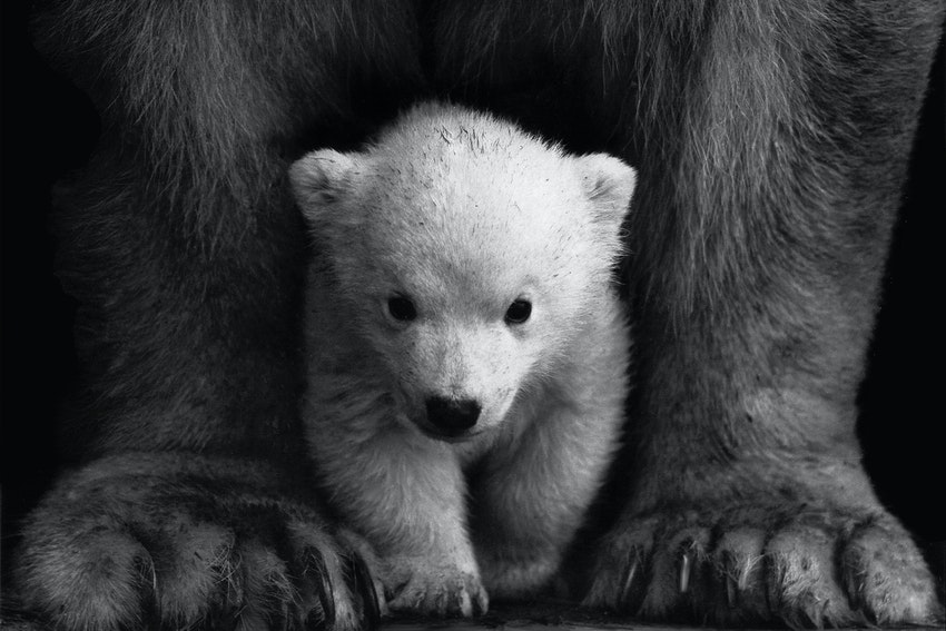ours blanc devant pattes grises