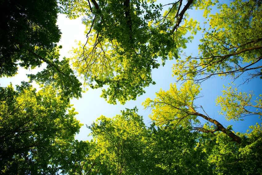 arbres fleuris dans le ciel bleu