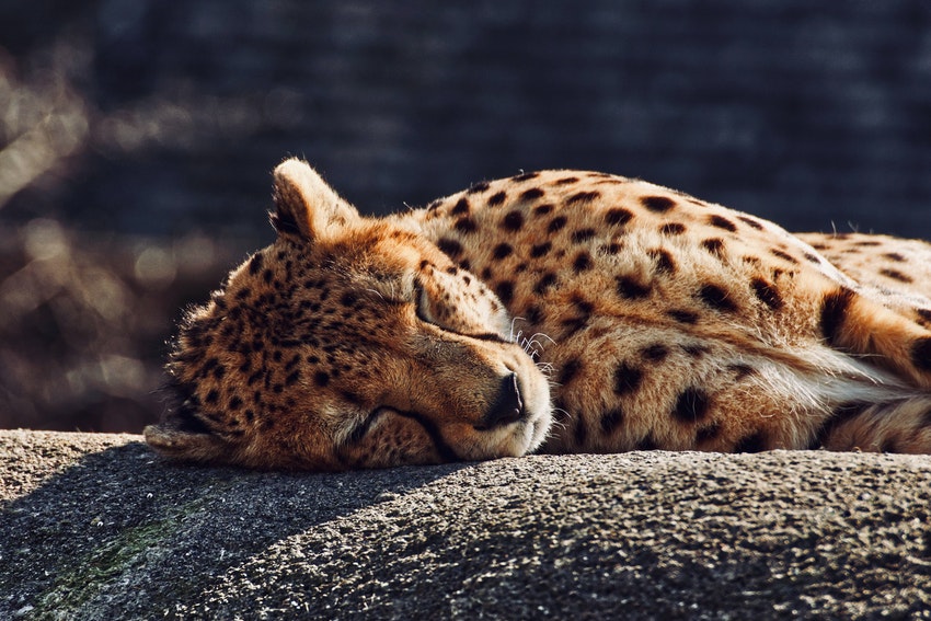 guepard allonge sur un tronc darbre entrain de dormir