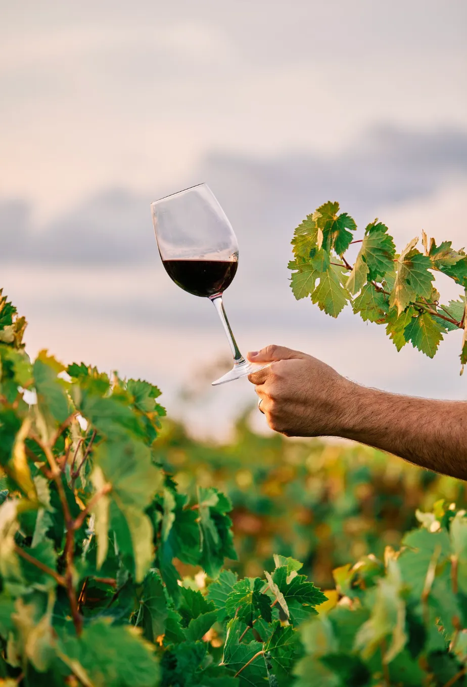 Verre de vin posé au milieu des vignes lors d’une escapade viticole EVJF à Montpellier.