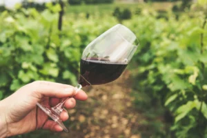 Dégustation de vin au cœur des vignes lors d’une escapade autour du vin EVJF à Montpellier.