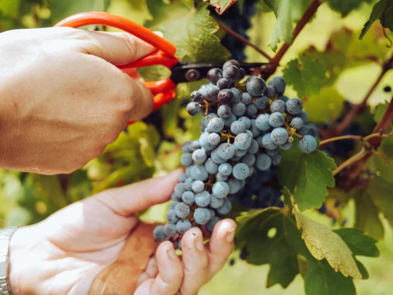 Mains coupant des grappes de raisin avec un sécateur dans une vigne