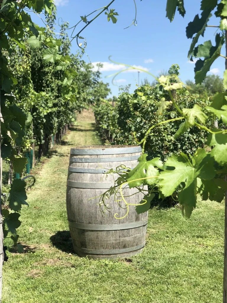 Allée de vignes verdoyantes avec un tonneau en bois au centre
