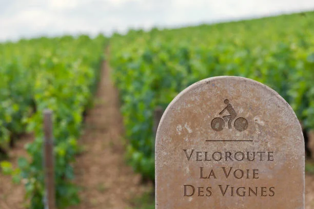 Panneau de la Voie des Vignes au milieu des vignes